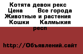 Котята девон рекс › Цена ­ 1 - Все города Животные и растения » Кошки   . Калмыкия респ.
